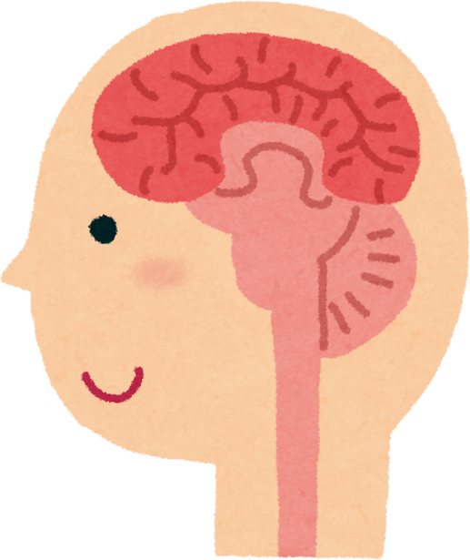 Watercolor Illustration of Human Brain Cross-Section