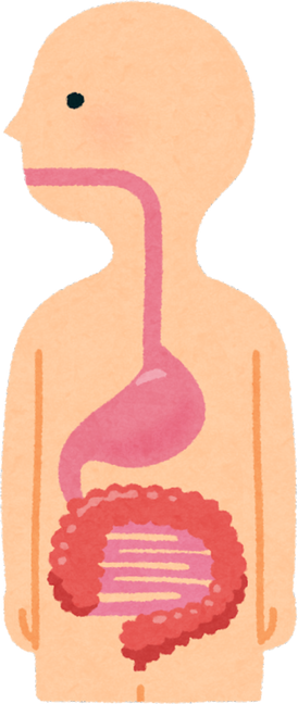 Watercolor Illustration of the Human Digestive System